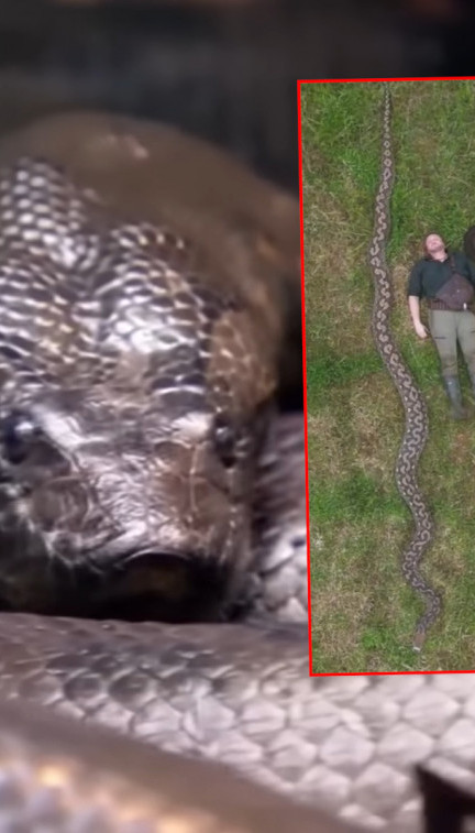 NAJVEĆA IKAD: Naučni otkrili čudovišno veliku ZMIJU