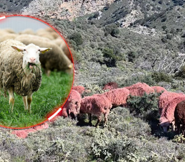 ПОЈАВИЛЕ СЕ ЦРВЕНЕ ОВЦЕ Шок сцена на Криту, туристи шокирани