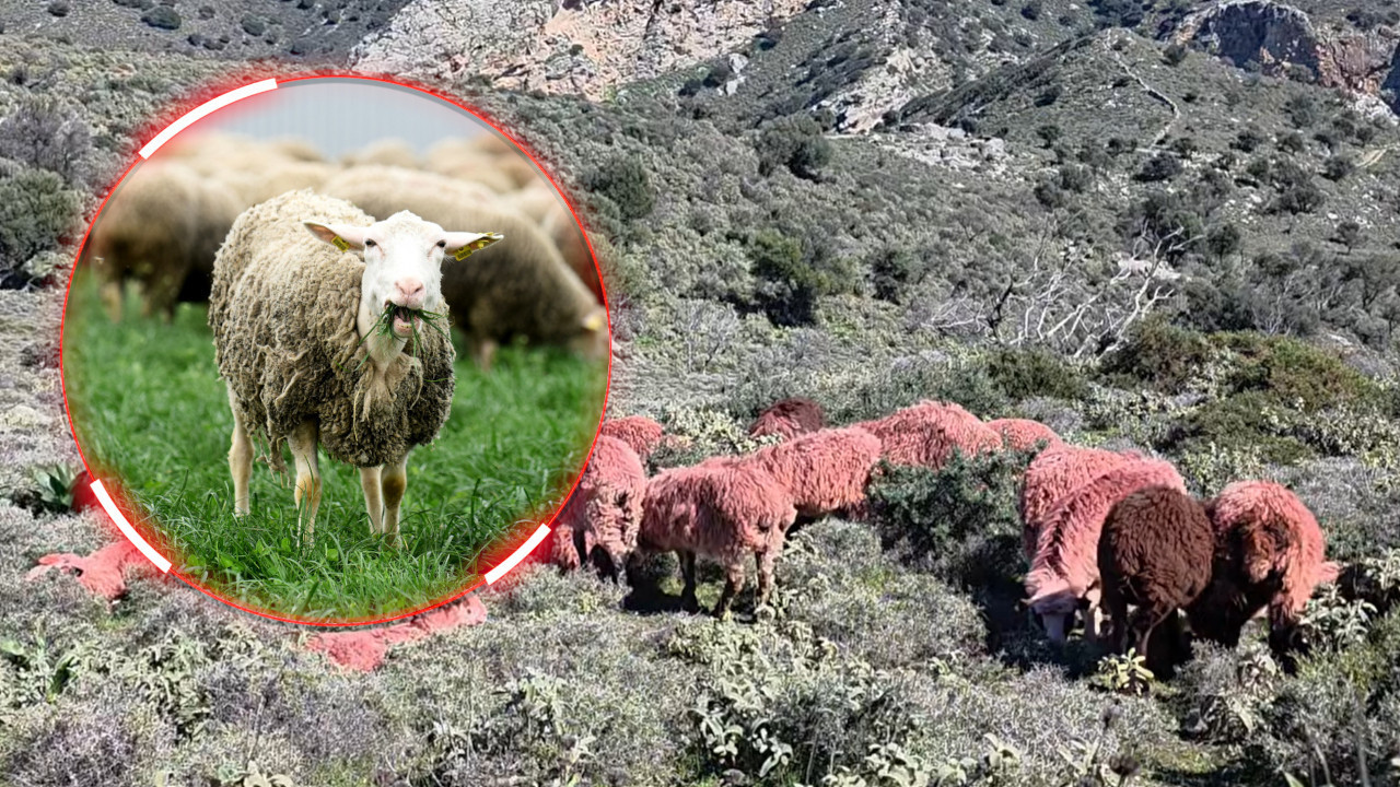 ПОЈАВИЛЕ СЕ ЦРВЕНЕ ОВЦЕ Шок сцена на Криту, туристи шокирани