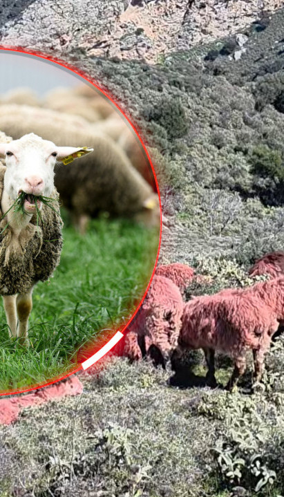 ПОЈАВИЛЕ СЕ ЦРВЕНЕ ОВЦЕ Шок сцена на Криту, туристи шокирани