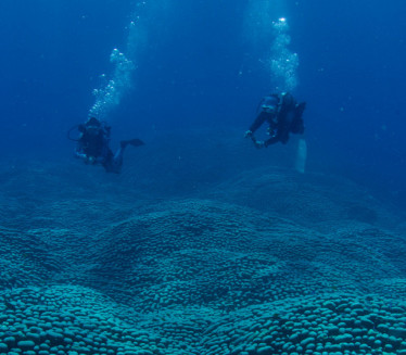 "NAJVEĆI NA SVETU!" Fascinantno otkriće na dnu mora