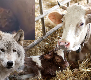 НЕСТВАРНО: Вук ускочио у шталу и лежао у слами поред телади