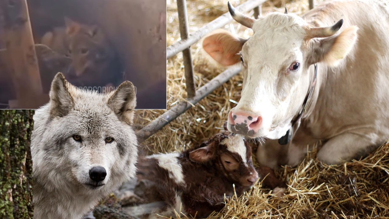 НЕСТВАРНО: Вук ускочио у шталу и лежао у слами поред телади