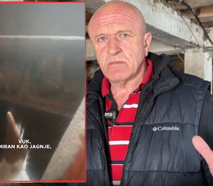 "Ја сам затекао вука у штали поред крава! Ево ШТА се десило"