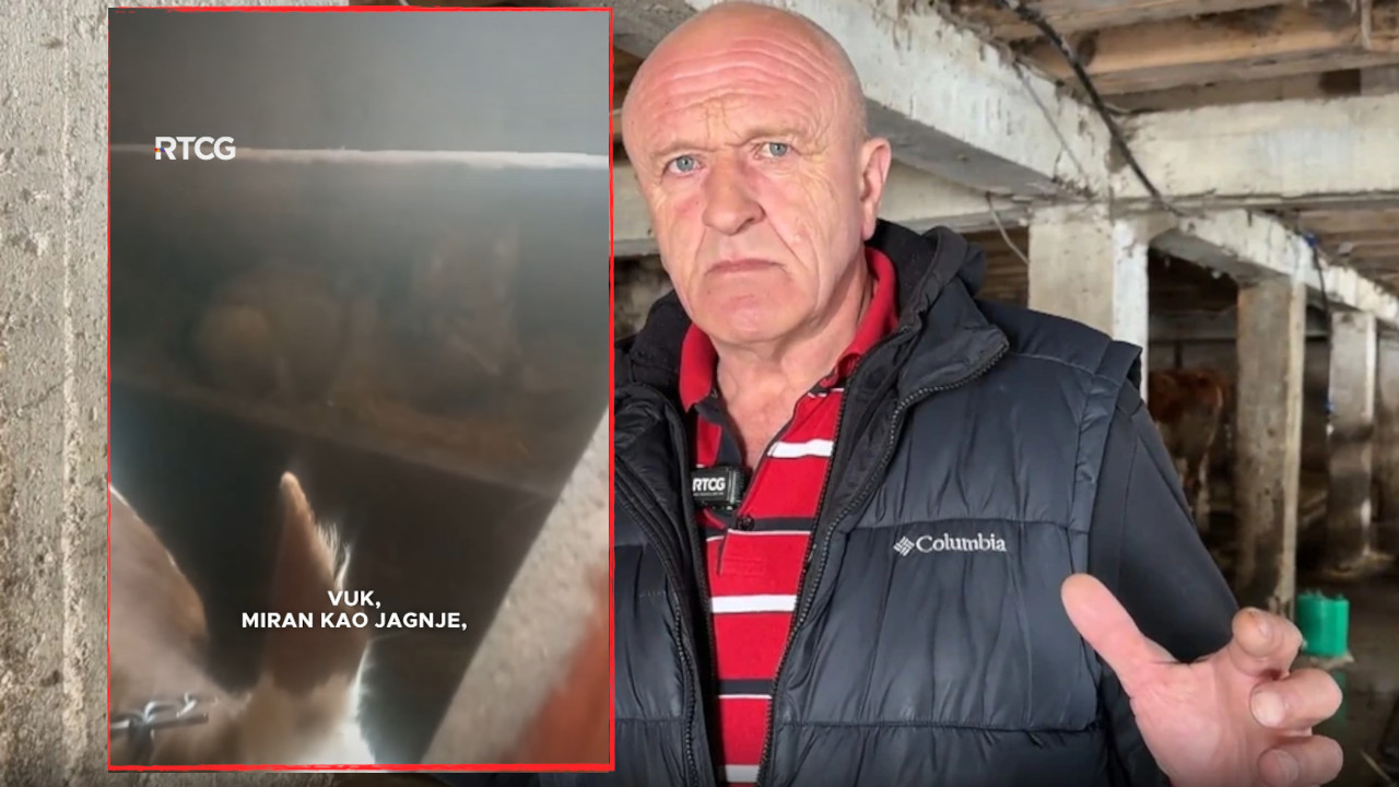 "Ja sam zatekao vuka u štali pored krava! Evo ŠTA se desilo"