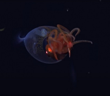 У ДУБИНАМА ОКЕАНА: Камере забележиле мистериозно створење