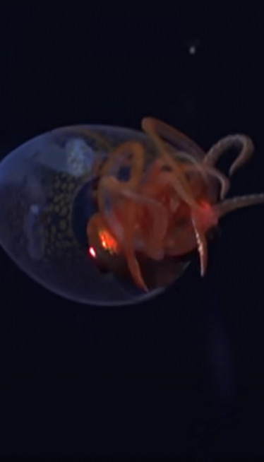 U DUBINAMA OKEANA: Kamere zabeležile misteriozno stvorenje