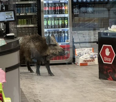 DIVLJI VEPAR U TRŽNOM CENTRU: Policija ga TRI sata izbacivala