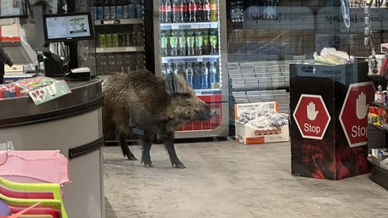 ДИВЉИ ВЕПАР У ТРЖНОМ ЦЕНТРУ: Полиција га ТРИ сата избацивала