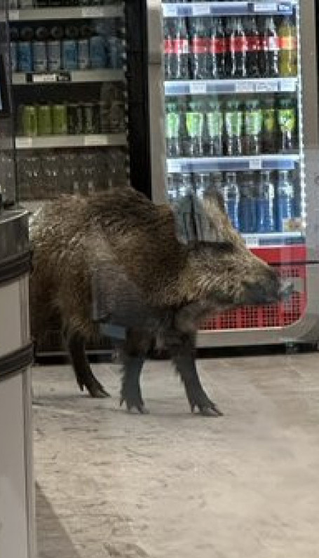 ДИВЉИ ВЕПАР У ТРЖНОМ ЦЕНТРУ: Полиција га ТРИ сата избацивала