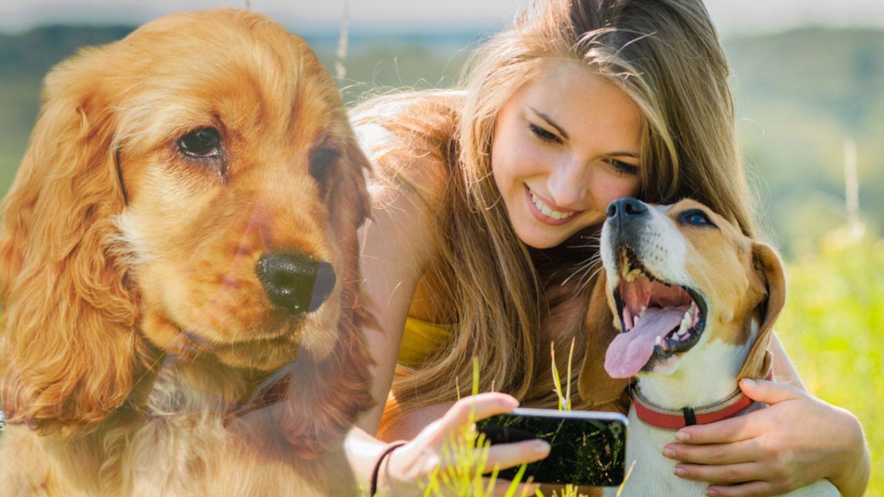 MNOGIMA SE NEĆE DOPASTI Da li pas tuguje kad izgubi vlasnika