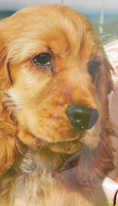 МНОГИМА СЕ НЕЋЕ ДОПАСТИ Да ли пас тугује кад изгуби власника