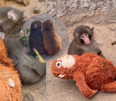 МАМА ГА ОДБАЦИЛА, БИО МАЛТРЕТИРАН: Панч је нашао девојку!