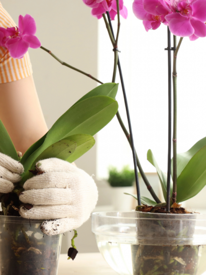MOĆAN TRIK: Kako da vam orhideje cvetaju tokom cele godine?