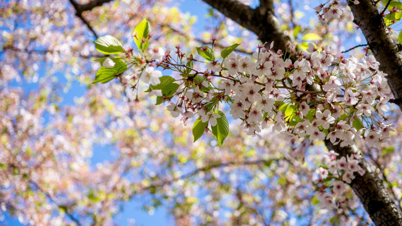 ПРОГНОЗА ЗА АПРИЛ: Киша до овог датума, а онда и 25 степени