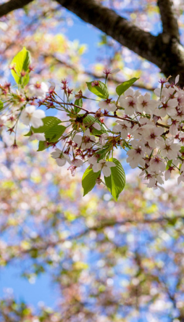 PRAVO PROLEĆE U SRBIJI: Danas sunčano, temperatura i do 19°