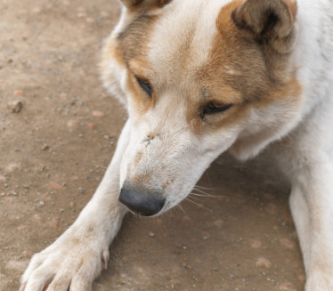 Pronađen najstariji pas na svetu - star 15.800 godina