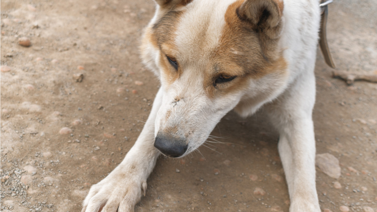 Pronađen najstariji pas na svetu - star 15.800 godina