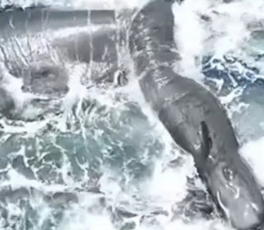 Први пут снимљен ПОРОЂАЈ женке кита