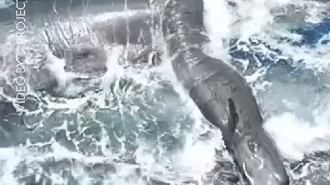 Први пут снимљен ПОРОЂАЈ женке кита