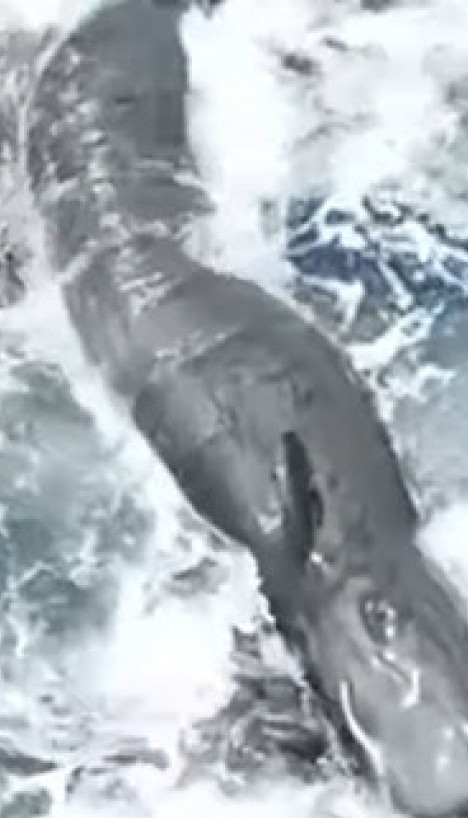 Први пут снимљен ПОРОЂАЈ женке кита