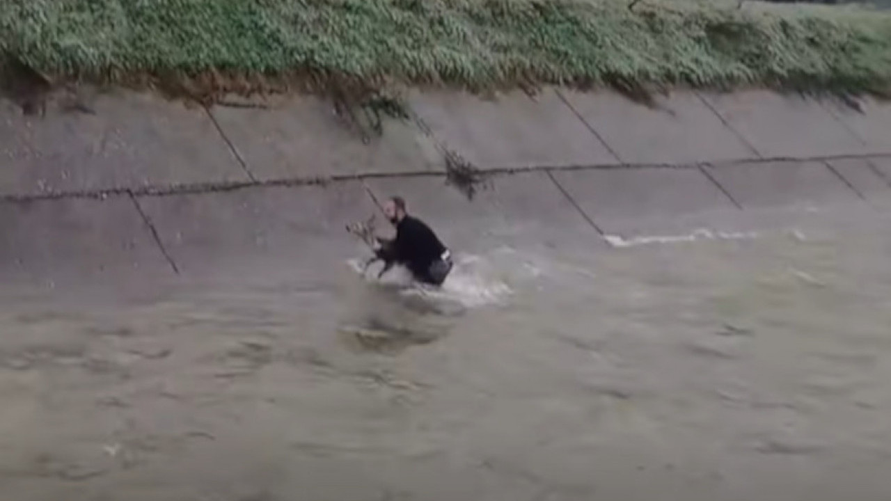 ЈОВАН ОДУШЕВИО РЕГИОН! Из набујале реке спасио срну (ВИДЕО)