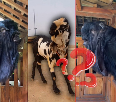 НИКО НЕ ЗНА О ЧЕМУ СЕ РАДИ Необична животиња изненадила ФОТО