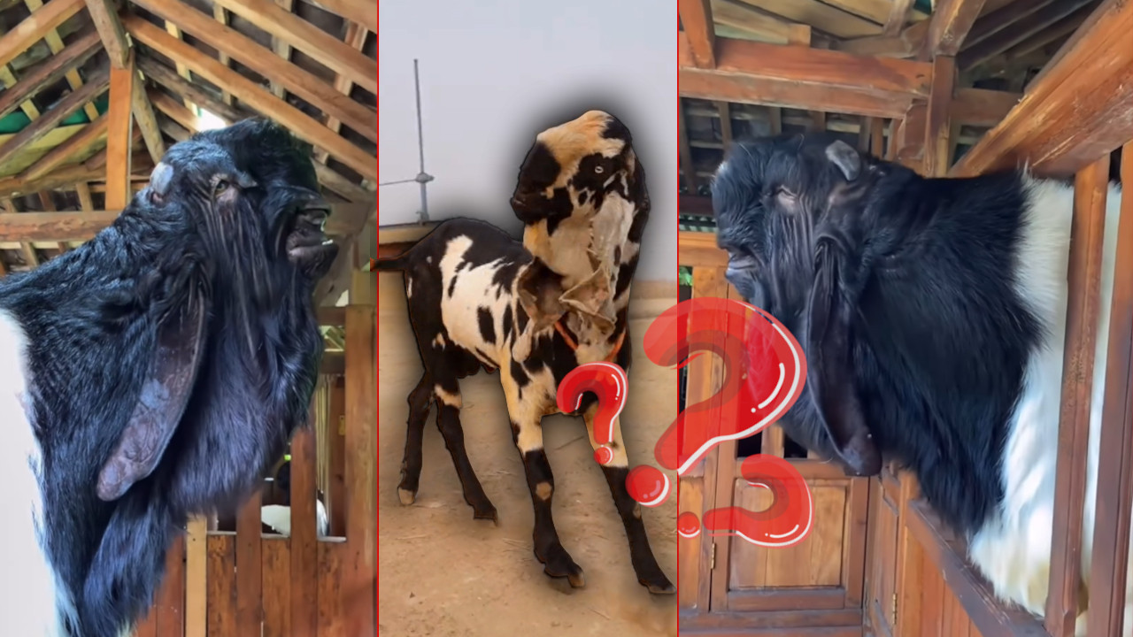 НИКО НЕ ЗНА О ЧЕМУ СЕ РАДИ Необична животиња изненадила ФОТО