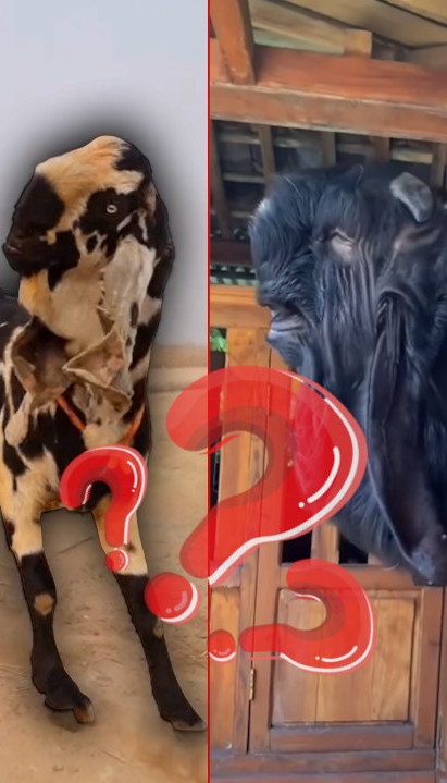 НИКО НЕ ЗНА О ЧЕМУ СЕ РАДИ Необична животиња изненадила ФОТО