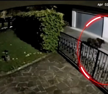 КАТАСТРОФА: Медведи упали у село Мехурићи, све снимљено