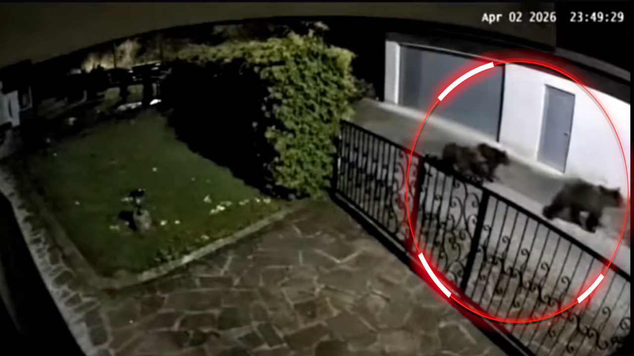 КАТАСТРОФА: Медведи упали у село Мехурићи, све снимљено