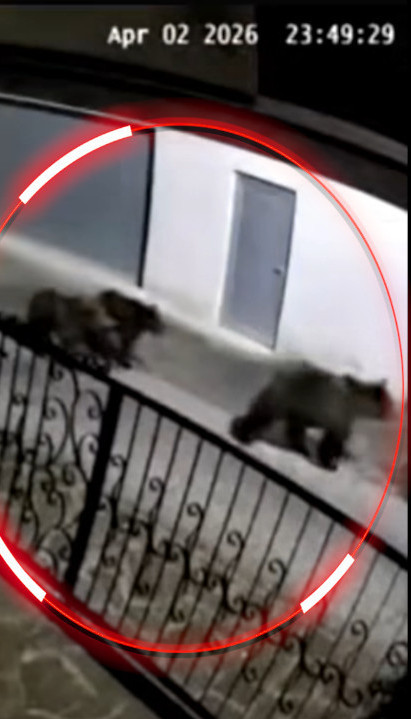 КАТАСТРОФА: Медведи упали у село Мехурићи, све снимљено