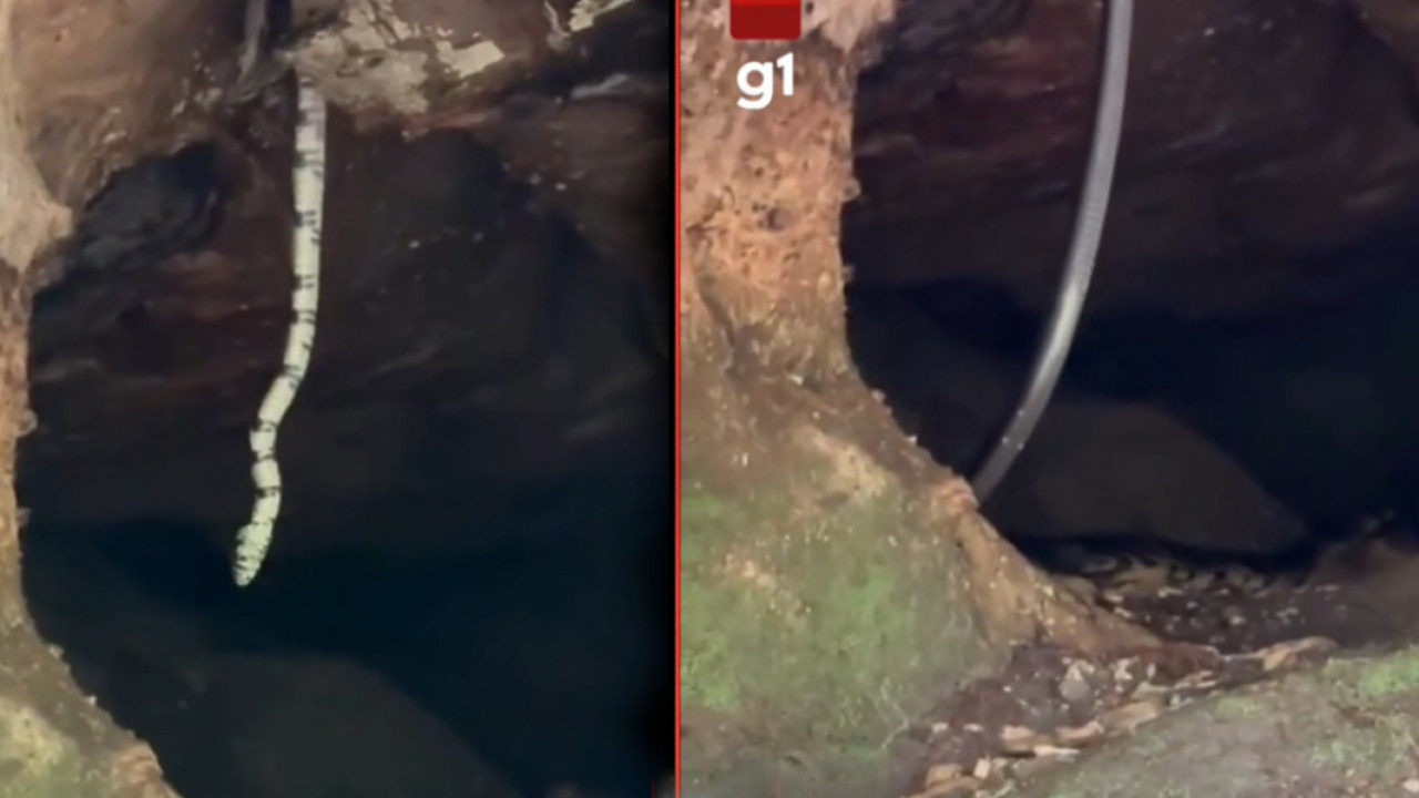 NAJDUŽA ZMIJA IKAD? Izašla iz stene - nema joj kraja