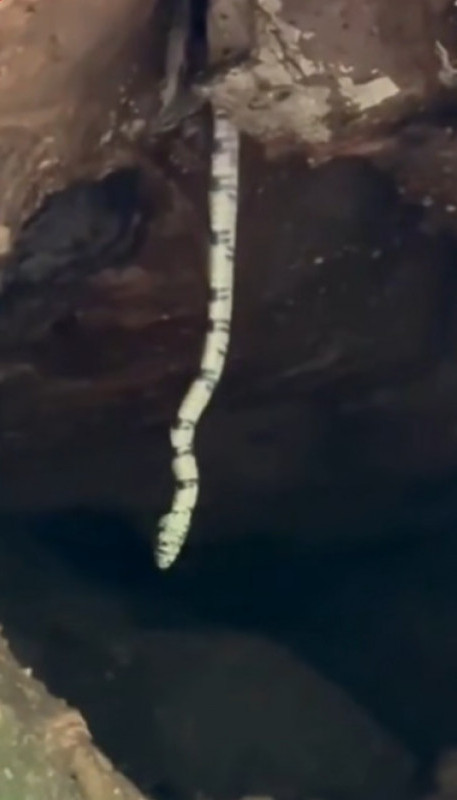 NAJDUŽA ZMIJA IKAD? Izašla iz stene - nema joj kraja