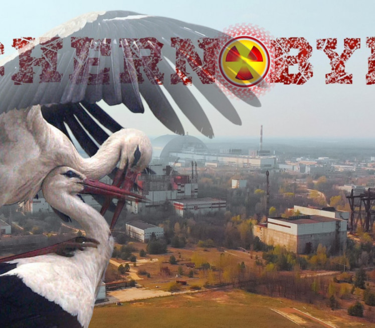 СЕНЗАЦИЈА: Роде се вратиле у Чернобиљ после 20 лета