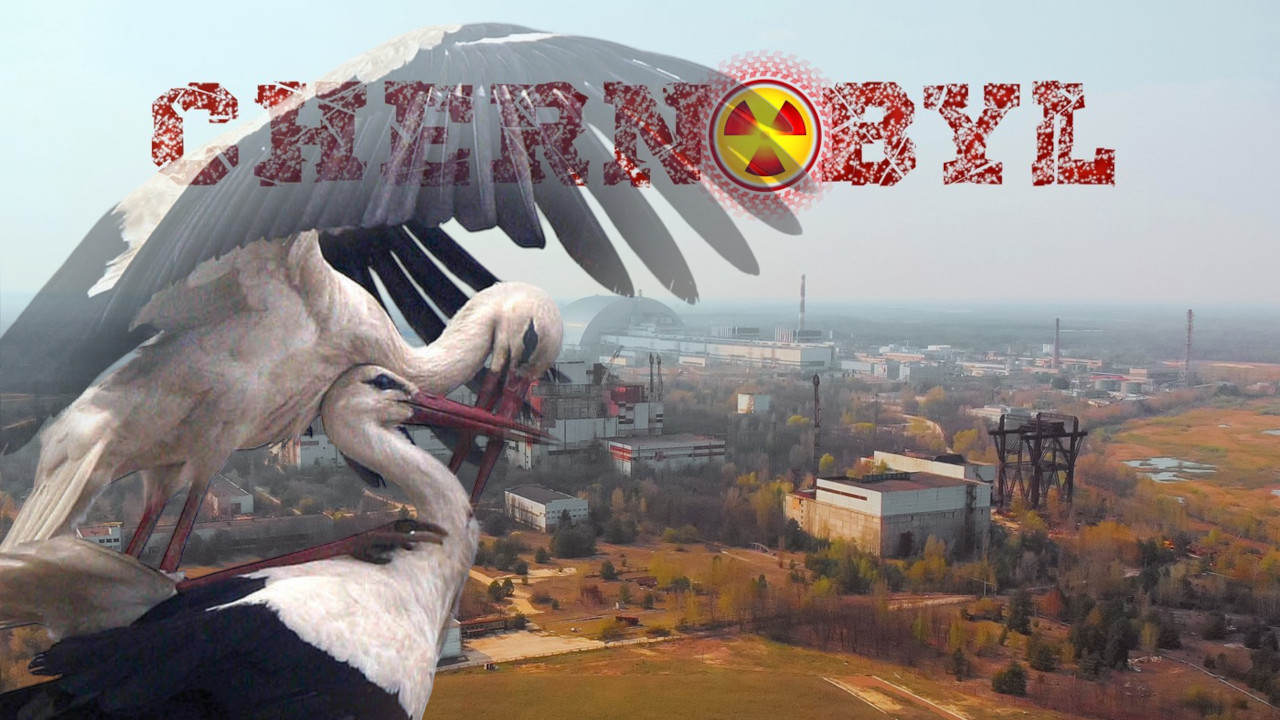 СЕНЗАЦИЈА: Роде се вратиле у Чернобиљ после 20 лета