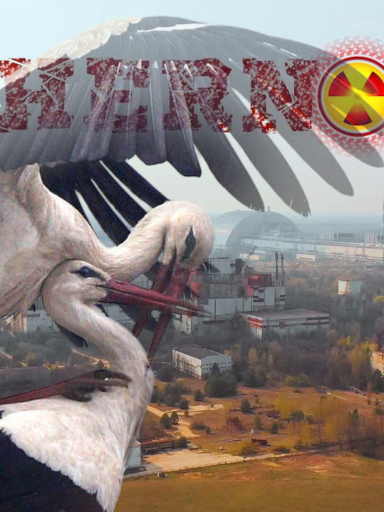 СЕНЗАЦИЈА: Роде се вратиле у Чернобиљ после 20 лета