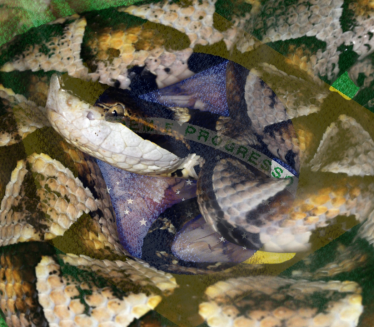 ЦАРСТВО СМРТОНОСНИХ ЗМИЈА: На острву забрањен прилаз људима