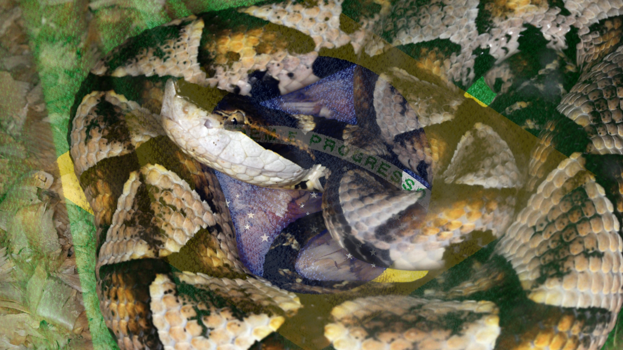 ЦАРСТВО СМРТОНОСНИХ ЗМИЈА: На острву забрањен прилаз људима