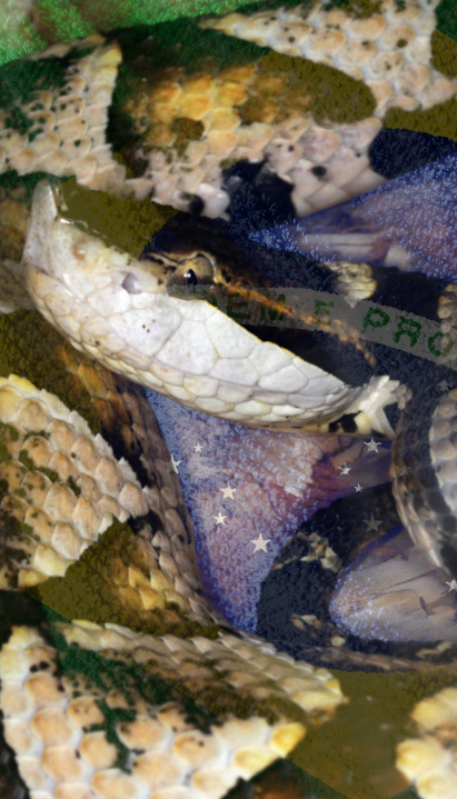 CARSTVO SMRTONOSNIH ZMIJA: Na ostrvu zabranjen prilaz ljudima