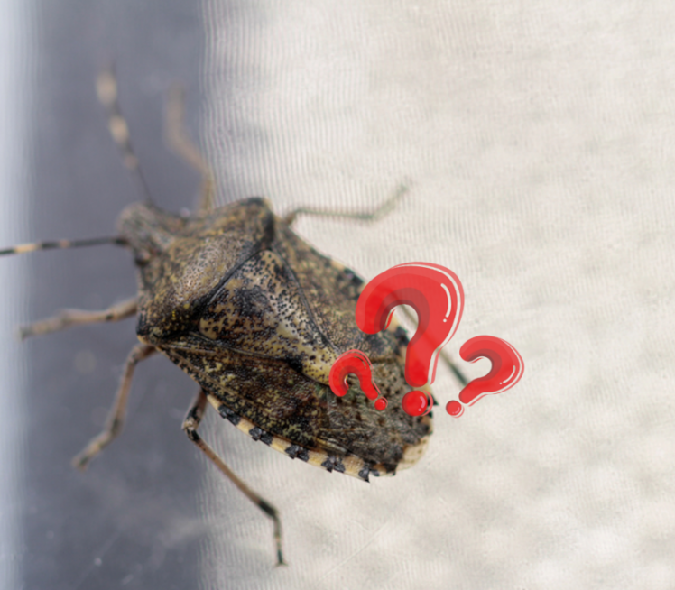 Ево како се најбоље и најлакше решити смрдибуба