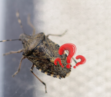 Ево како се најбоље и најлакше решити смрдибуба