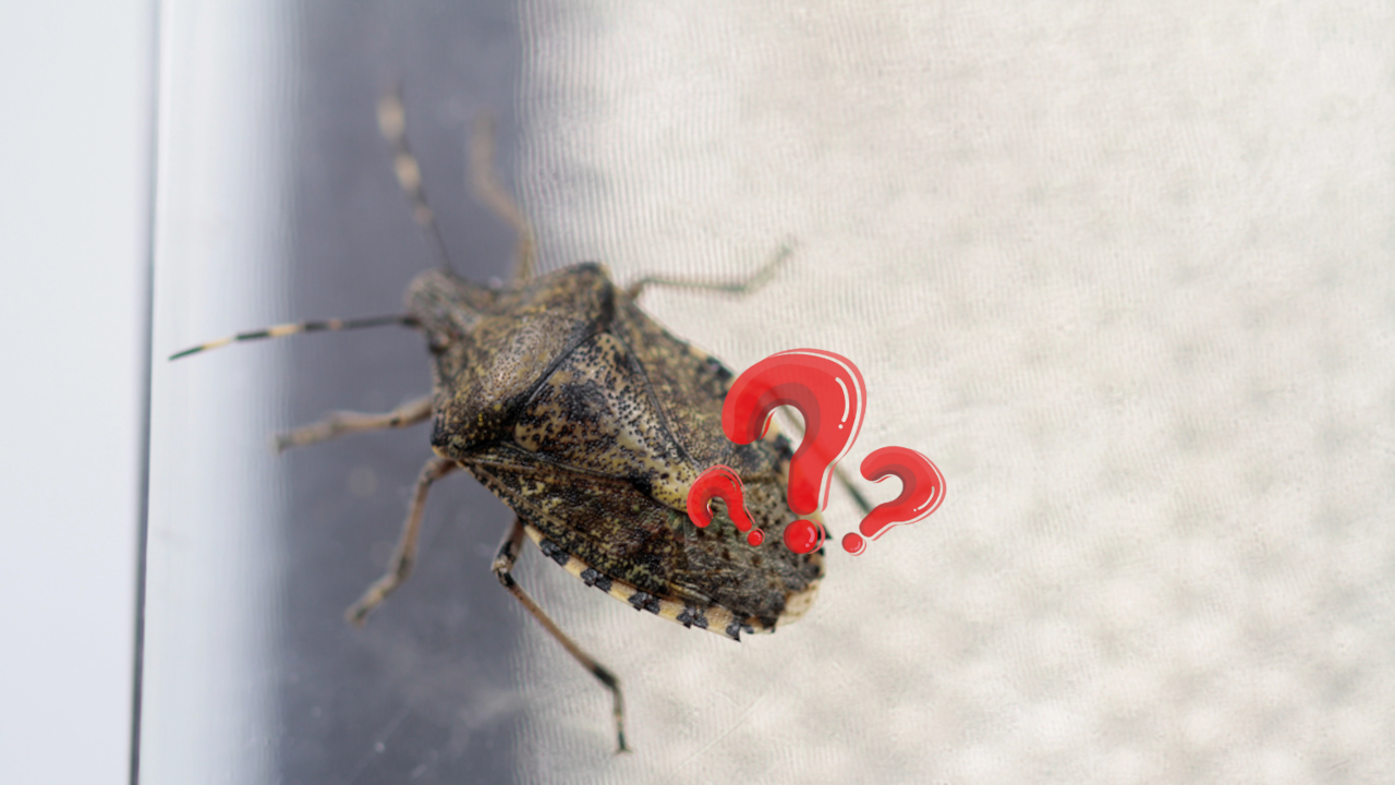 Evo kako se najbolje i najlakše rešiti smrdibuba