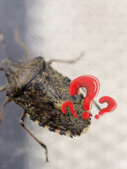 Ево како се најбоље и најлакше решити смрдибуба