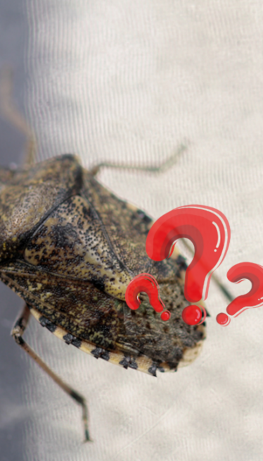 Ево како се најбоље и најлакше решити смрдибуба