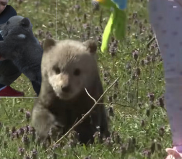 ČAČIĆI DOBILI GOSTA Meda star 3 meseca im "pokucao" na vrata