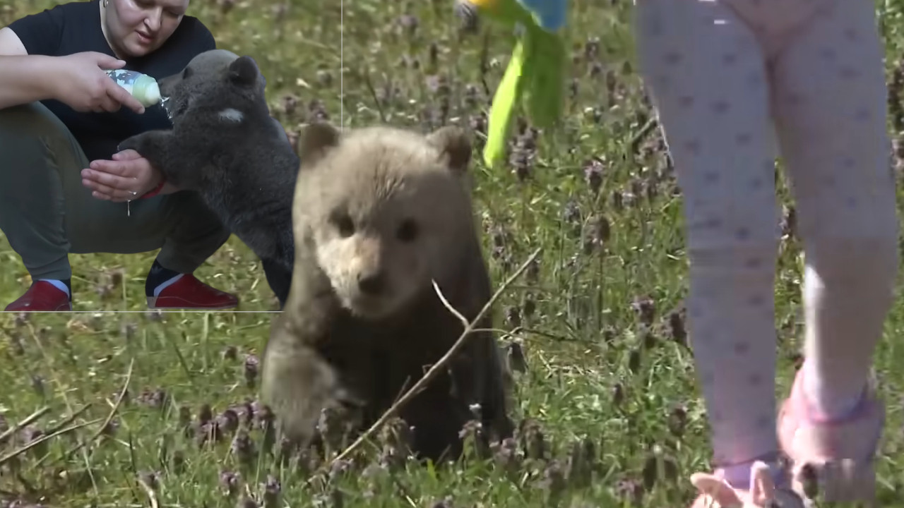 ČAČIĆI DOBILI GOSTA Meda star 3 meseca im "pokucao" na vrata
