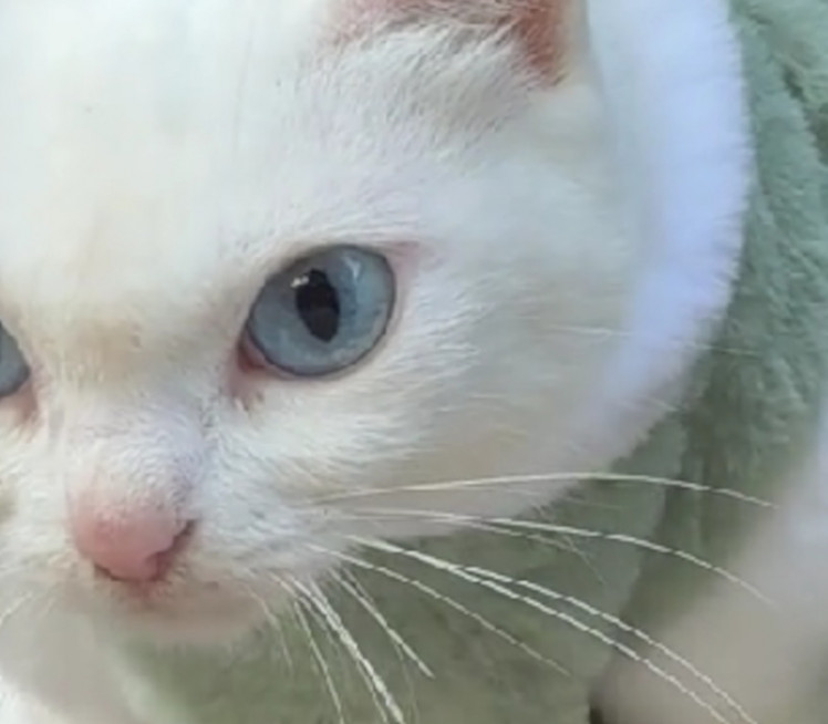 VIDITE ŠTA RADI: Snimak ljute plavooke mačke osvojio internet