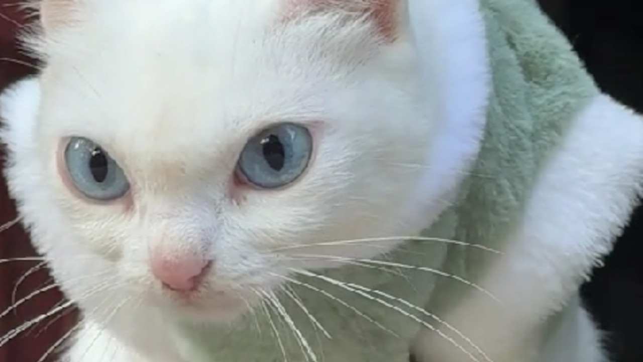 VIDITE ŠTA RADI: Snimak ljute plavooke mačke osvojio internet