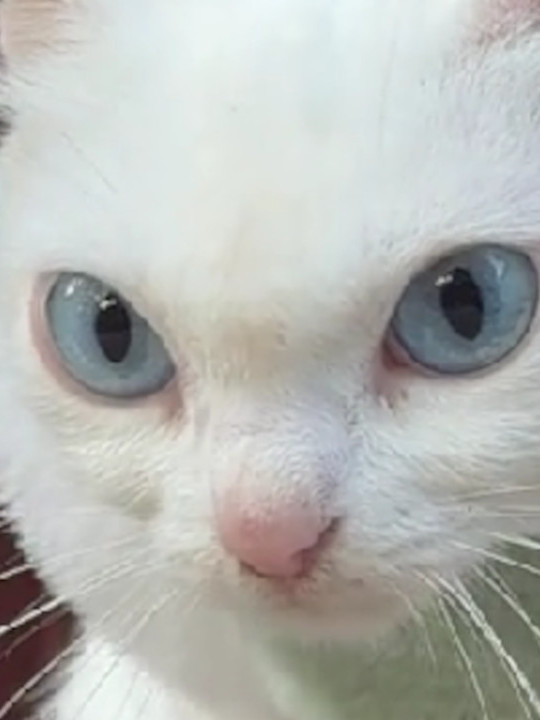 VIDITE ŠTA RADI: Snimak ljute plavooke mačke osvojio internet